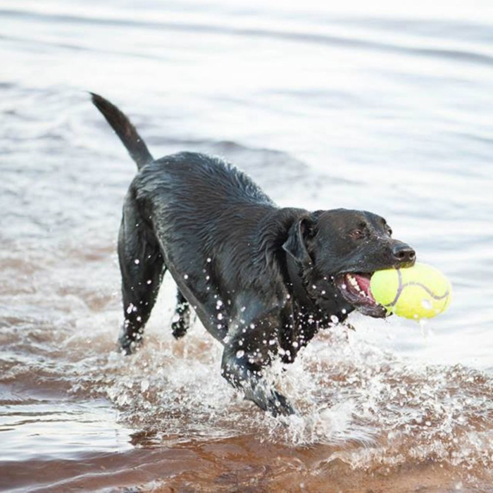 kong dog toy replacement squeaker