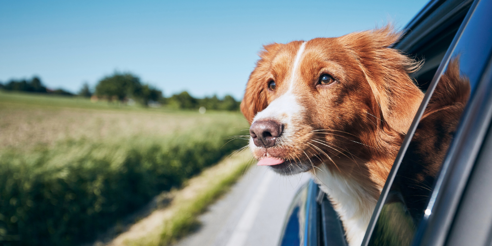 Traveling with Dogs: Your Essential Guide