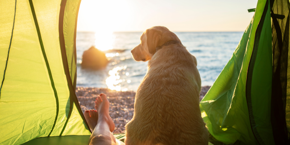 Dog camping clearance essentials