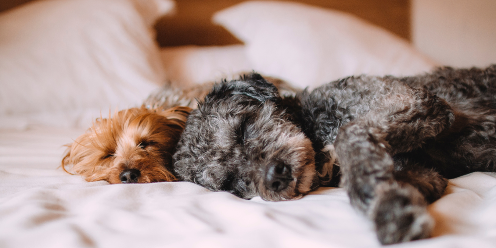 Should You Let Your Dog Sleep in Your Bed Pros Cons