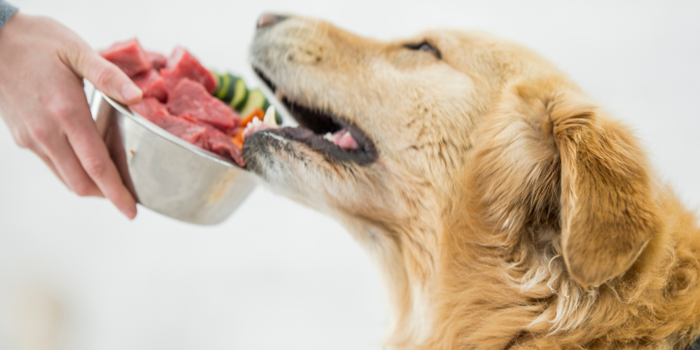 7 Essential Foods for Your Dog s Health and Longevity