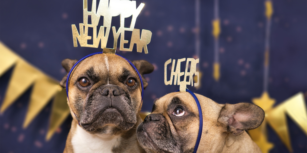 New Year s Resolutions for Pets Fun Health and Bonding Ideas