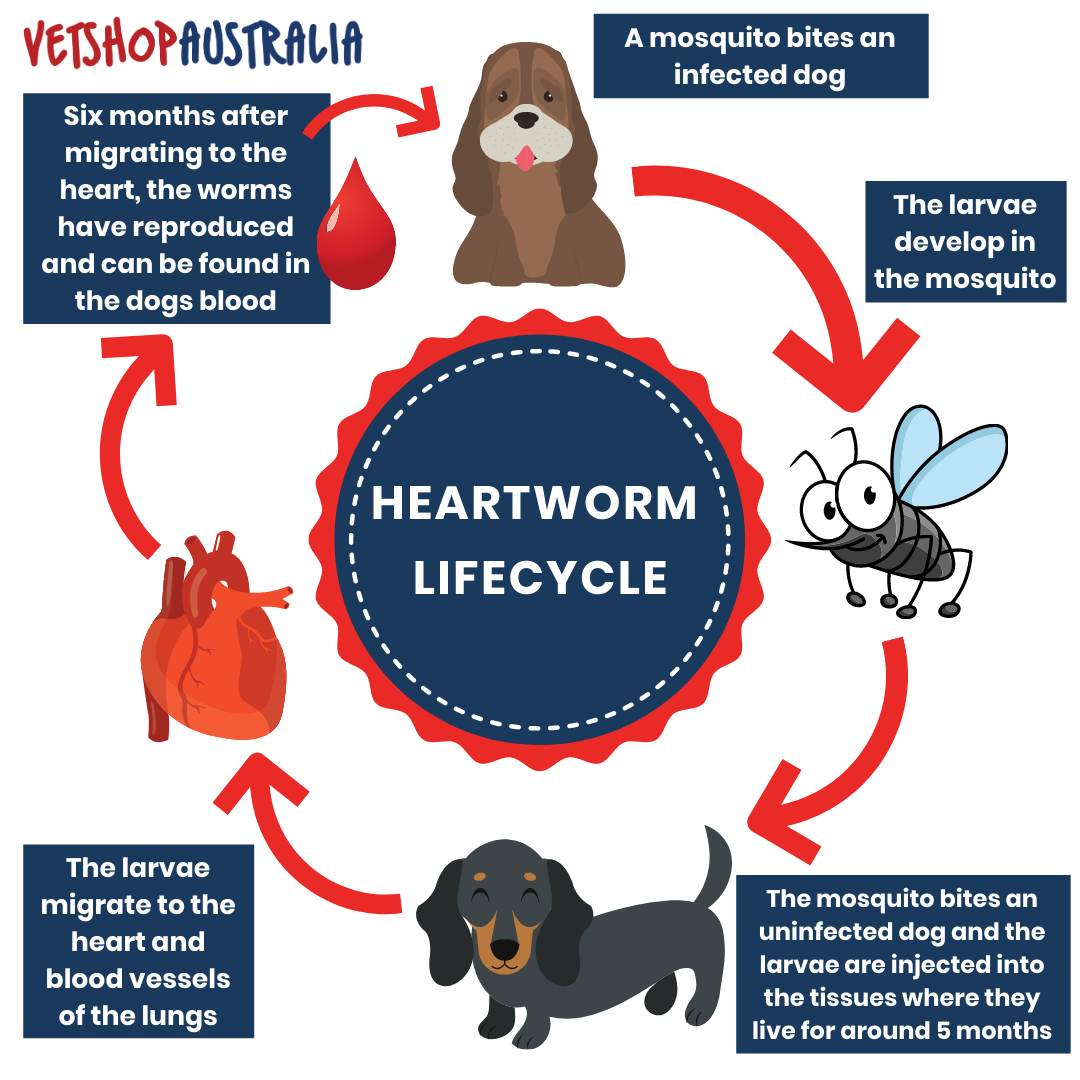 The Ultimate Guide to Heartworm in Pets  VetShopAustralia