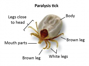 can a tick bite cause paralysis in a dog