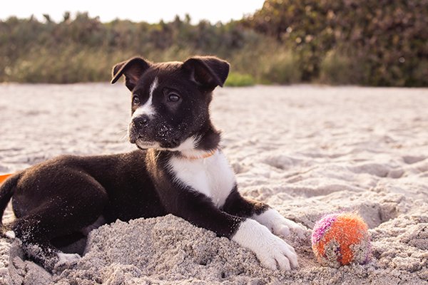 A brown and white puppy is lying in sand with a tennis ball at its feet