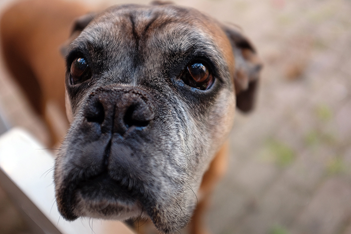 An older dog with a grey muzzle looks up into the camera