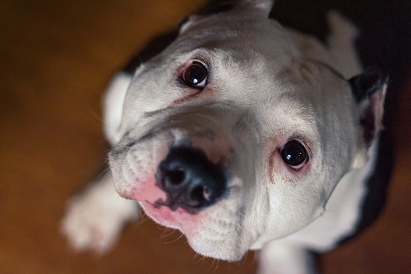 A black and white bully type dog is sitting and staring into the camera with puppy dog eyes