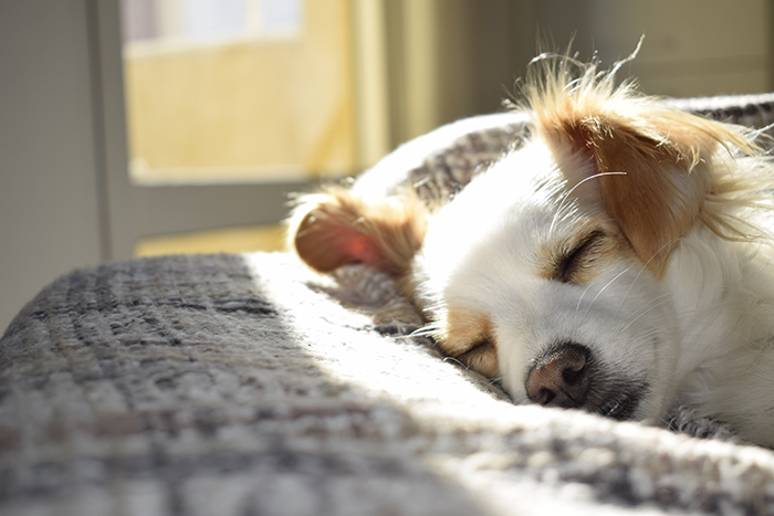A brown and white dog sleeps in the sun on a grey blanket