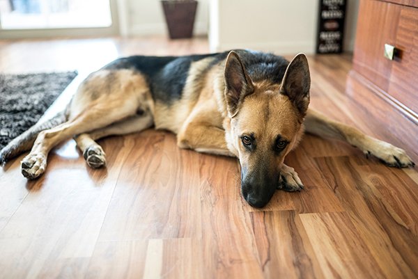 A brown and black German Shepherd lies inside on timber floors