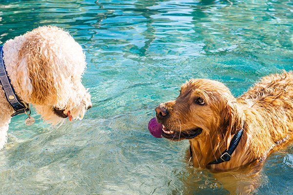A brown dog is in a pool holding a purple toy in his mouth while a cream coloured dog looks on
