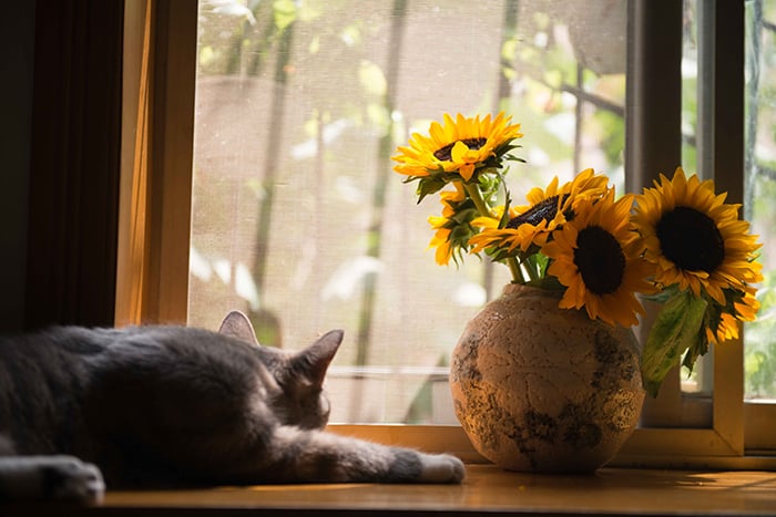A grey cat is sleeping in a window next to a vase of sunflowers