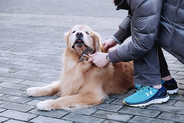 A Golden Retriever lies on bricks and clearly enjoys having his chin brushed by his owner