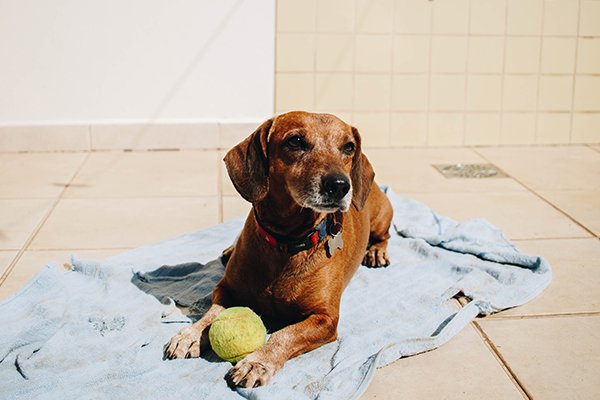 A brown dog lies on a towel outside with a tennis ball between his feet