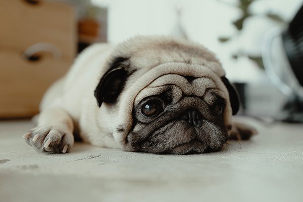 A black and fawn pug lies on the ground staring off to the side