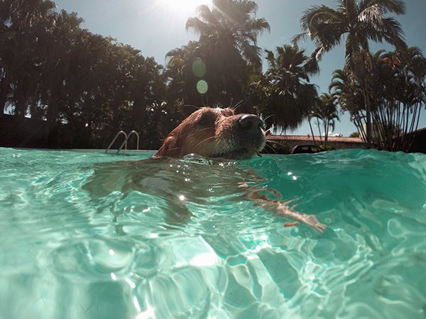 A Labrador swims in a pool with palm trees in the background