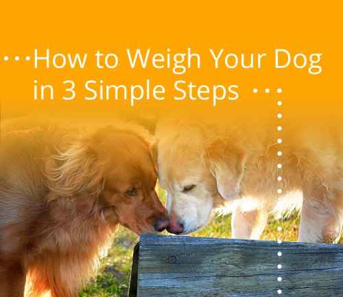 A Super Simple Way to Weigh Your Dog