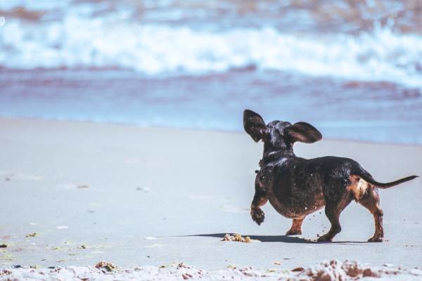 A dachshund is running along a sandy beach besides the waves