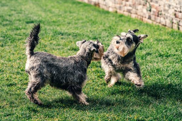 why do schnauzer anal glands needs to be cleaned