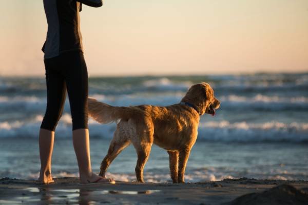 A dog stares out across waves on the ocean while standing next to a person