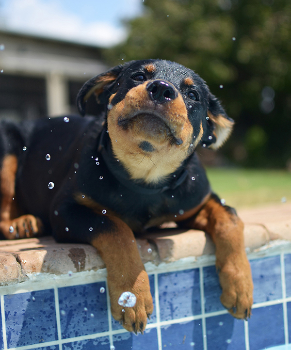 What Is The Best Shampoo For Rottweilers