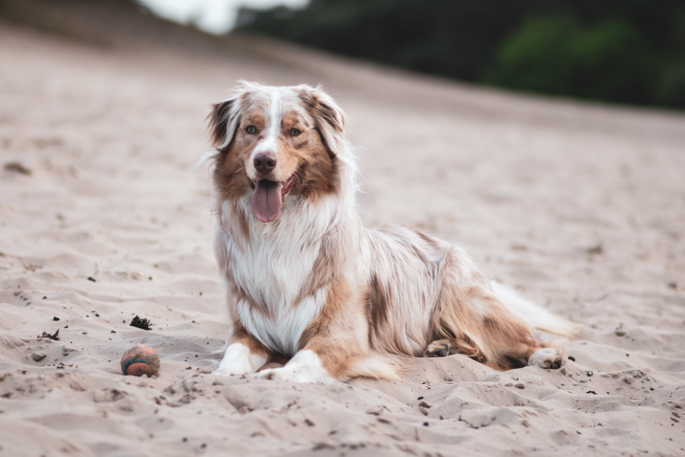 Best flea treatment 2024 for australian shepherds