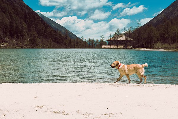A light brown dog walks along the shores of a lake