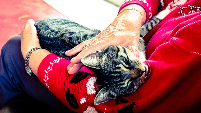 A person in a red jumper cuddles a tabby cat on their lap