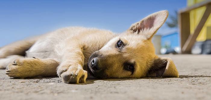 A light brown puppy lies on concrete outside in the sun