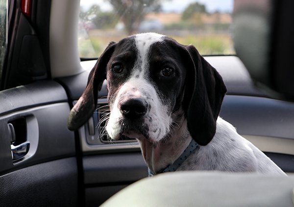 A brown and white dog sits inside a car