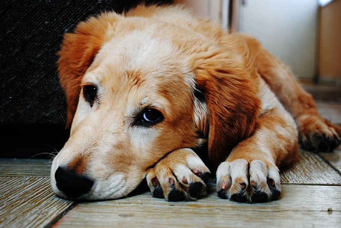 A golden retriever is lying on the floor looking into the camera