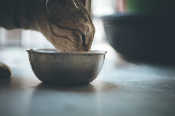 A photo of a cat eating from a bowl